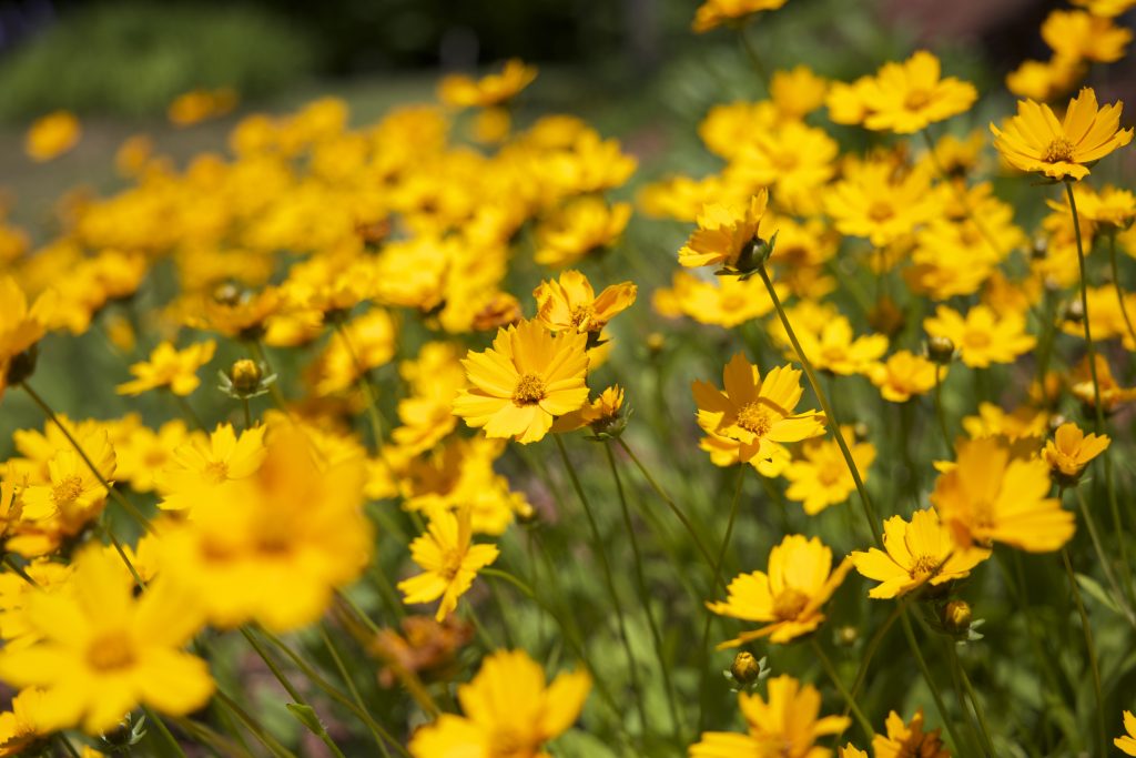 flowers-summer-bokeh-1